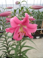 [1729 Virunga No01.JPG]